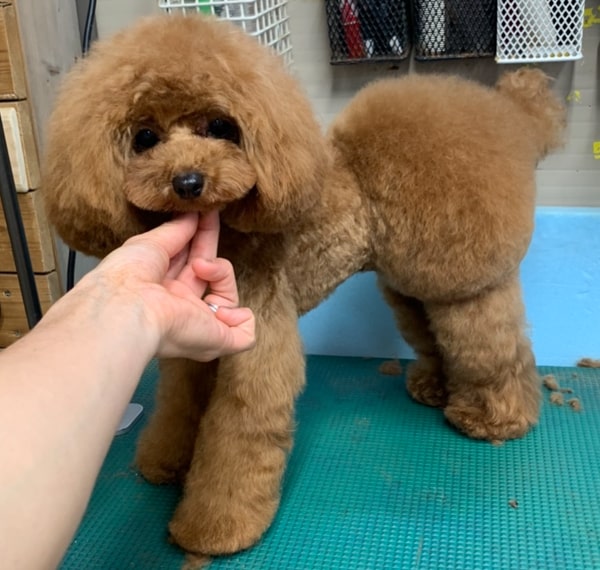 トイプードルのレッドの2歳の成犬