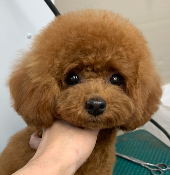 トイプードルのレッドのテディベアカット