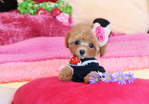 タイニープードルのレッドの子犬