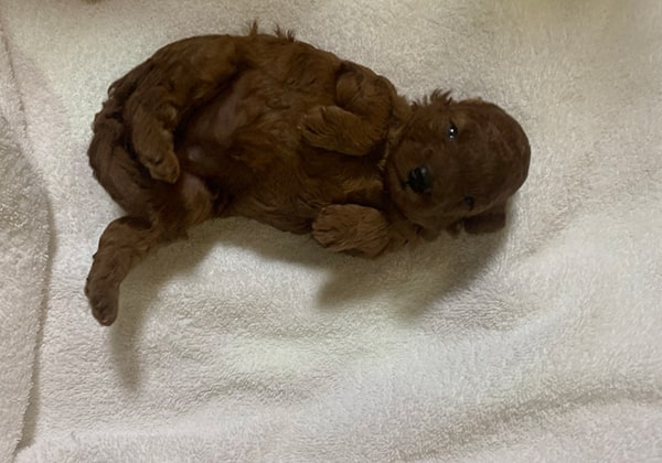 トイプードルのレッドの生後2週間の子犬