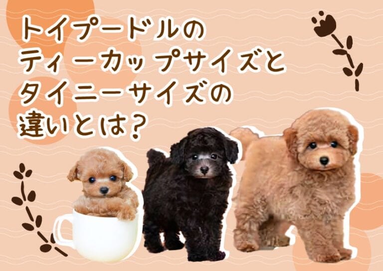 タイニープードルとは？トイプードルの3種類のサイズと違い｜トイプードル・ティーカッププードルブリーダー直送センター