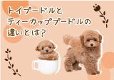 トイプードルとティーカッププードルの違いとは？