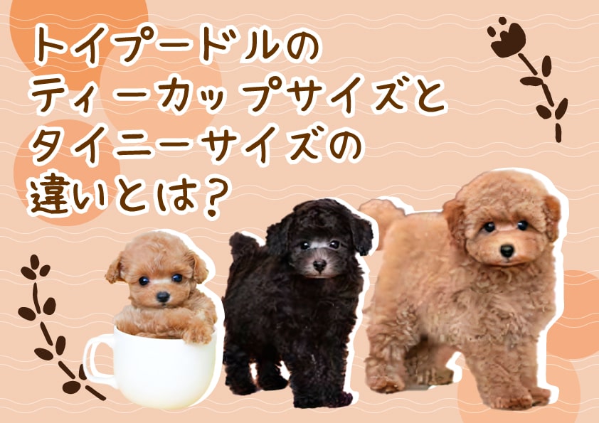 トイプードルとティーカッププードルの違いとは?