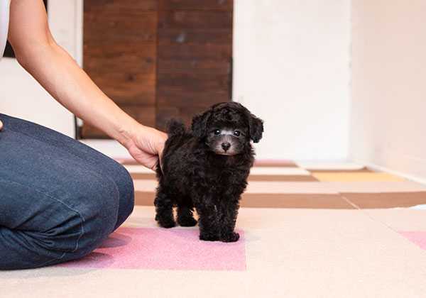 タイニープードルの子犬