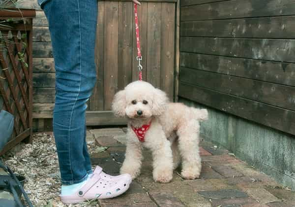 トイプードルの成犬