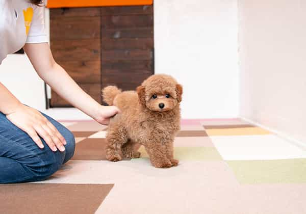 トイプードルの子犬