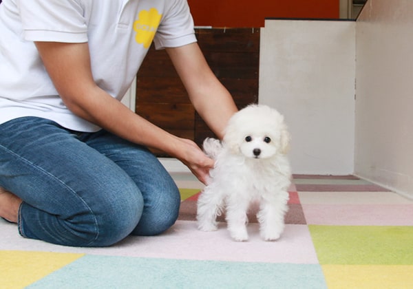 生後3ヶ月の白いトイプードルの子犬