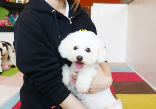 1際の白いトイプードルの成犬