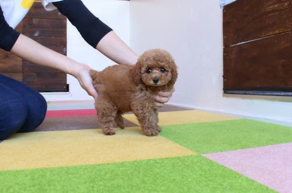 トイサイズのトイプードルの子犬