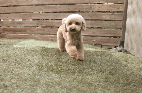 トイサイズのトイプードルの成犬