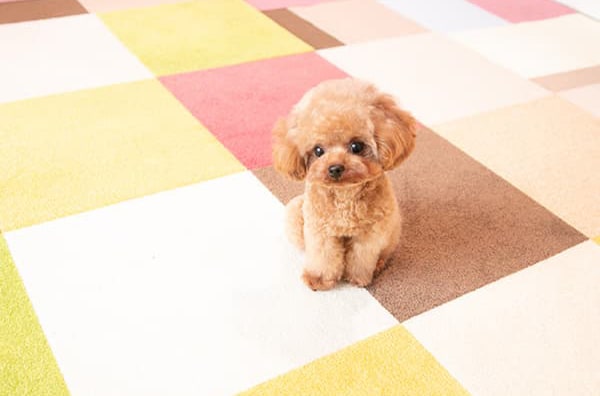 ティーカッププードルの成犬