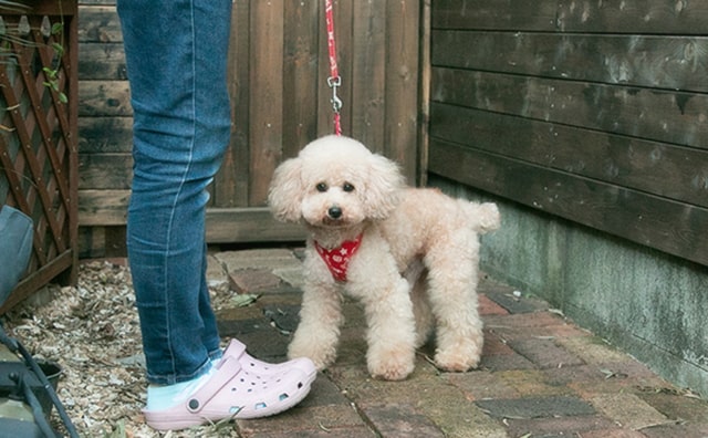 トイプードルの成犬