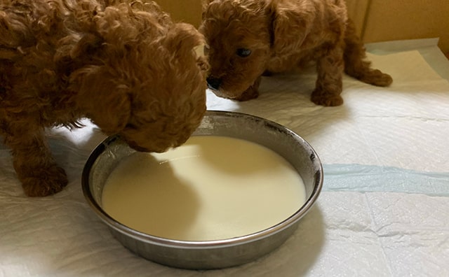 生後1ヶ月のトイプードルの子犬