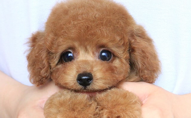 生後2ヶ月のトイプードルの子犬