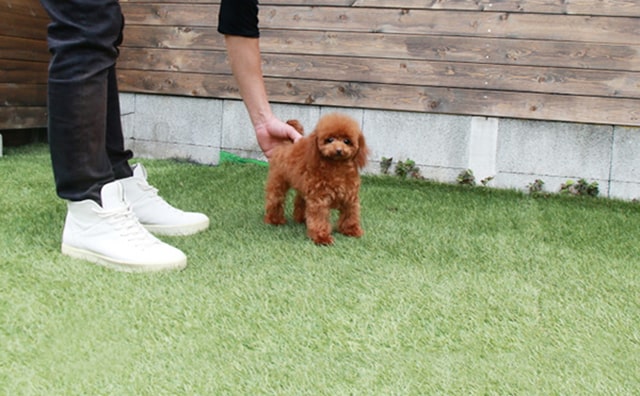 小さいトイプードルの成犬