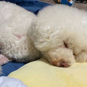 人の布団で人のように眠るトイプードル