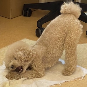やはり、なにか夢中になっているときはお尻を掲げるトイプードル
