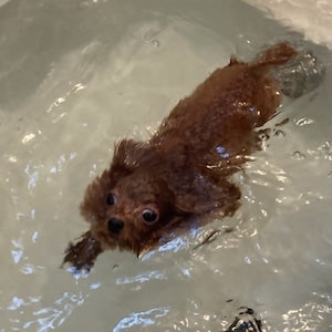 何も教えてないのに犬かきが上手なトイプードル
