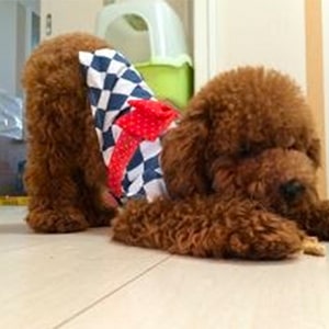 なにかに夢中になる時にはお尻を高く掲げるトイプードル