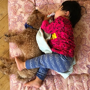 子供を守る（守っているつもり）なトイプードル