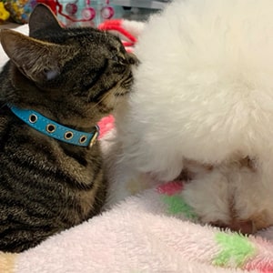 頭の中を探るトイプードル