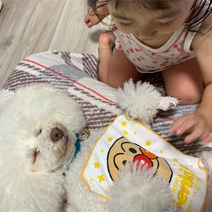 子供の遊び相手になることが出来るトイプードル