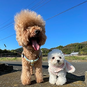 お散歩に行くと可愛い！と褒められるトイプードル