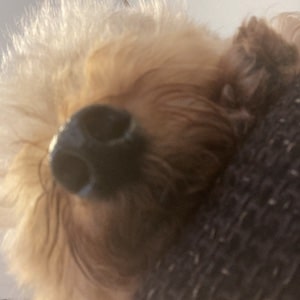 可愛すぎて色々な角度から撮ってみたくなるトイプードル