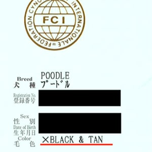 トイプードルの血統書の毛色