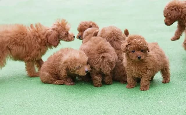 ドッグランで遊ぶトイプードルの子犬