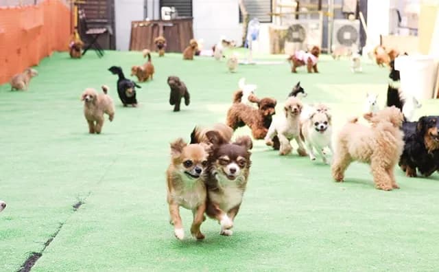 ドッグランを駆け回るたくさんの犬