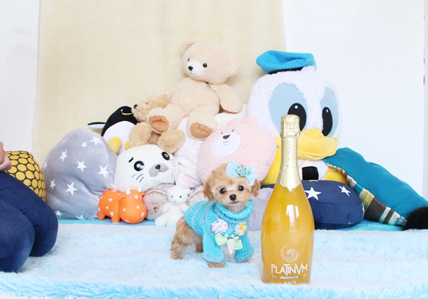 トイプードルのアプリコットの男の子|2019年2月3日生まれ|No.07477|画像1枚目