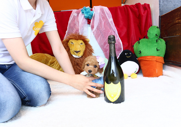 トイプードルのアプリコットの男の子｜2020年4月29日生まれ｜No.08208｜画像1枚目