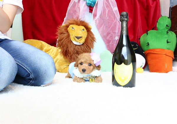 トイプードルのアプリコットの男の子｜2020年4月29日生まれ｜No.08208｜画像2枚目