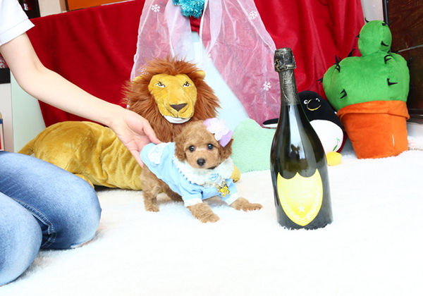 トイプードルのアプリコットの男の子｜2020年4月29日生まれ｜No.08208