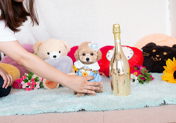 トイプードルのアプリコットの男の子|2021年7月11日生まれ|No.08927|画像0枚目