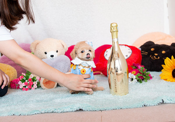 トイプードルのアプリコットの男の子|2021年7月11日生まれ|No.08927|画像1枚目