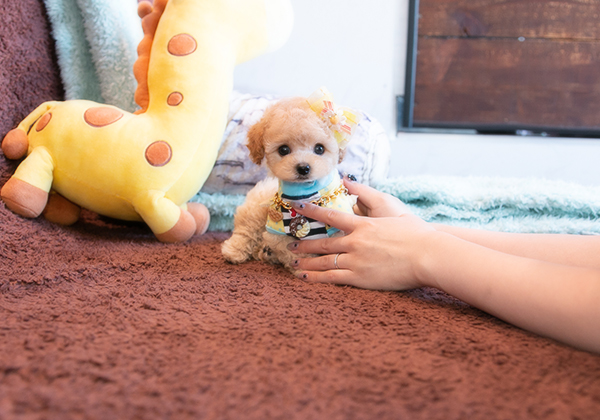 顔が可愛すぎるトイプードルのアプリコットくん！性格も飼いやすい子です！ | NO.08983 3枚目