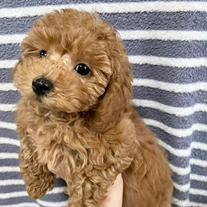 提携のブリーダーさんからご紹介のアプリコットの男の子、大きな体が特徴です！ | NO.09662 2枚目