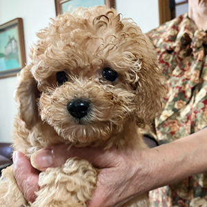 提携ブリーダーさんからのご紹介です！モッサリ、アプリくん！ | NO.09926 4枚目