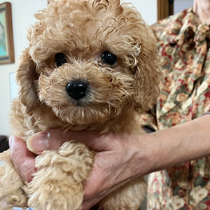 提携ブリーダーさんからのご紹介です！モッサリ、アプリくん！ | NO.09926 5枚目