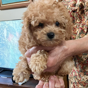 提携ブリーダーさんからのご紹介です！モッサリ、アプリくん！ | NO.09926 7枚目