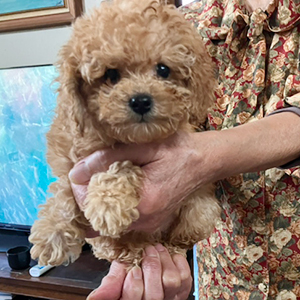 提携ブリーダーさんからのご紹介です！モッサリ、アプリくん！ | NO.09926 8枚目