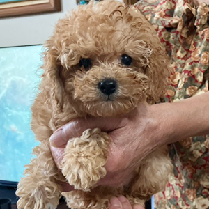 提携ブリーダーさんからのご紹介です！モッサリ、アプリくん！ | NO.09926 9枚目