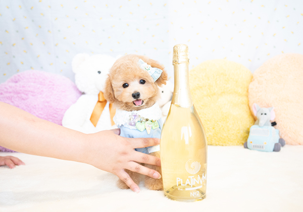 タイニープードルのアプリコットの男の子|2024年5月8日生まれ|No.10269|画像0枚目