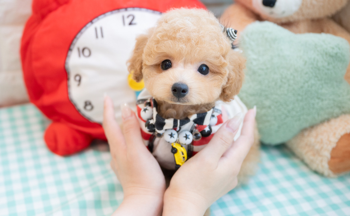 タイニープードルのアプリコットの男の子|2024年7月17日生まれ|No.10356|画像3枚目