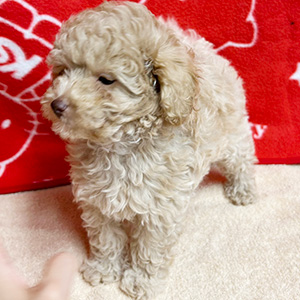 ティーカッププードルのアプリコットの女の子｜2025年8月20日生まれ｜No.10916｜画像1枚目