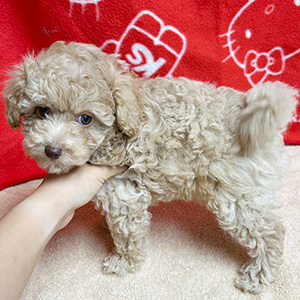 ティーカッププードルのアプリコットの女の子｜2025年8月20日生まれ｜No.10916｜画像2枚目