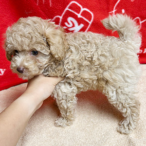 ティーカッププードルのアプリコットの女の子｜2025年8月20日生まれ｜No.10916｜画像3枚目