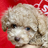 ティーカッププードルのアプリコットの女の子（2025年8月20日生まれ）